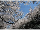 浪漫樱花--东京 大量图片，不要错过哦
