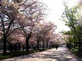 复活节日本行～～樱花太美了～～（4月24日更新）