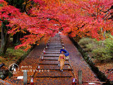 谢谢和菜菜 | 一年四季梦京都～京都樱花季和红叶季攻略＋美食推荐＋拍摄心得