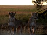 最后的伊甸园，越过非洲茫茫大草原——东非坦桑尼亚Safari(完结)