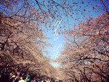 ☆．．·°♡遇见❀日本ღღღ花见在三月❀大阪USJ-奈良小鹿-京都和服-东京Shopping❣