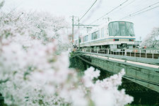 关西-免费樱花小清新拍摄地