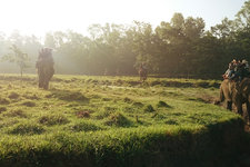 chitwan和大象一起沐浴陽光