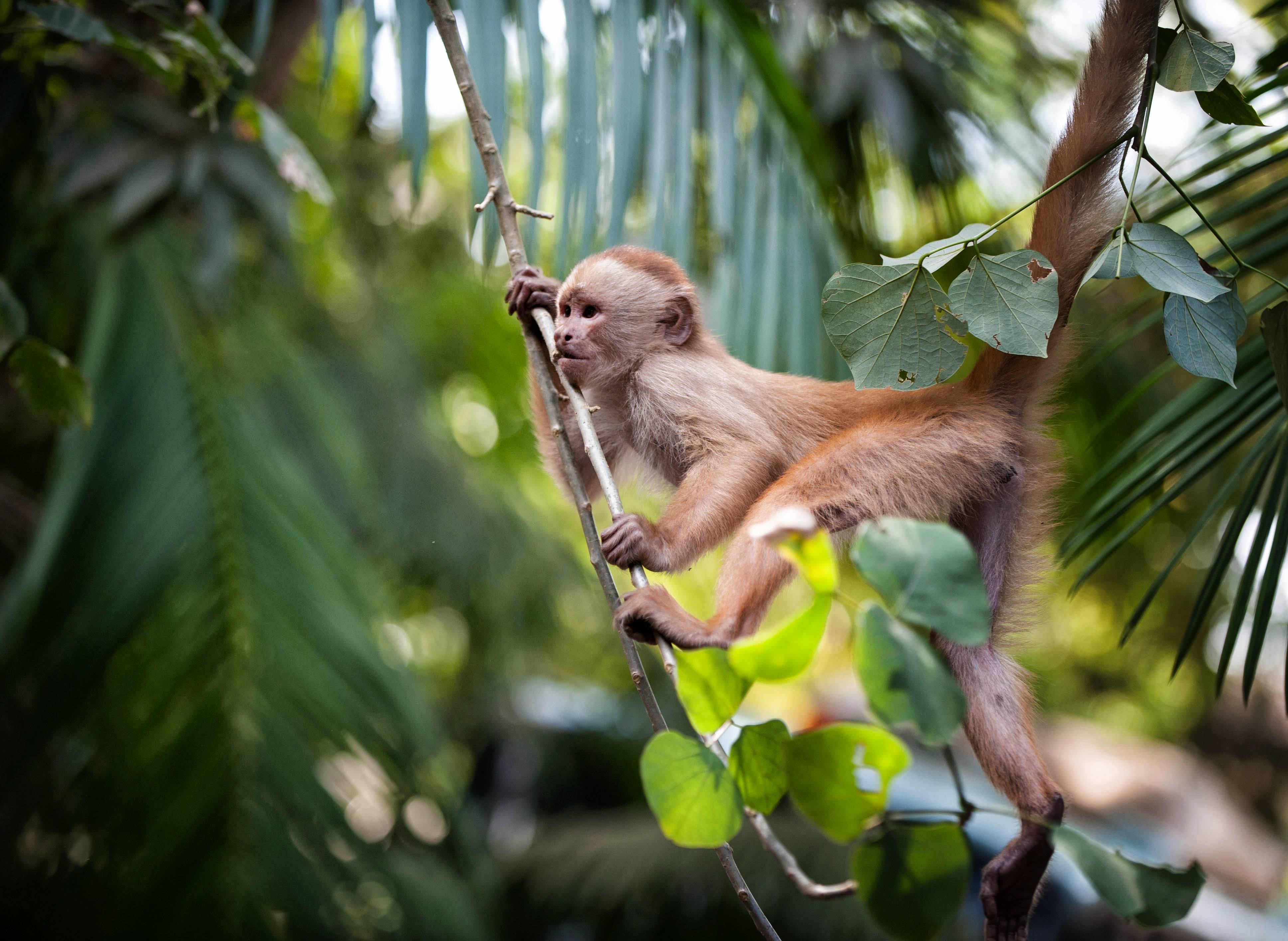 秘鲁印象 i - 利马 - 亚马逊热带雨林  peru - lima - amazon (全文完