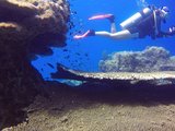 150416 马来西亚刁曼岛潜水之旅 Diving in Tioman（视频分享）
