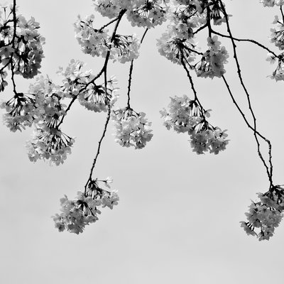 东京周边一月一会的一日游 11月红叶季的高尾山 4月樱花富士山河口湖 6月紫阳花萤火虫 3月河津樱 日本 论坛 穷游网