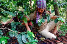 尼泊尔咖啡农场义工