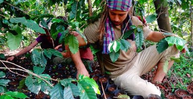 尼泊尔咖啡农场义工