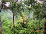 婆罗洲（沙巴）雨林探索实用贴
