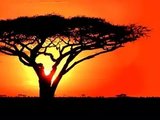 为啥每张关于非洲的照片，都有这棵树？
