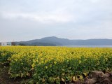 【日本体验师】鹿儿岛体验记, 分享FourDays游遍雾岛／指宿／天文馆／樱岛经典景点