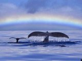 夏威夷观鲸集锦 白富美高富帅屌丝更有道，想不网红都难咯！