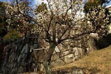 神户公园 植物园推荐 神户公园 植物园介绍 神户公园 植物园攻略 穷游网