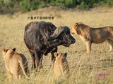印象非洲·肯尼亚野性暴力之美【精华视频+惊魂夜Safari+超详疾病防控】