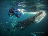 【陆潜之旅】纯干货！手把手教你一个人去菲律宾oslob看鲸鲨