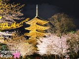 【日本旅游攻略】櫻の物語、花見關西