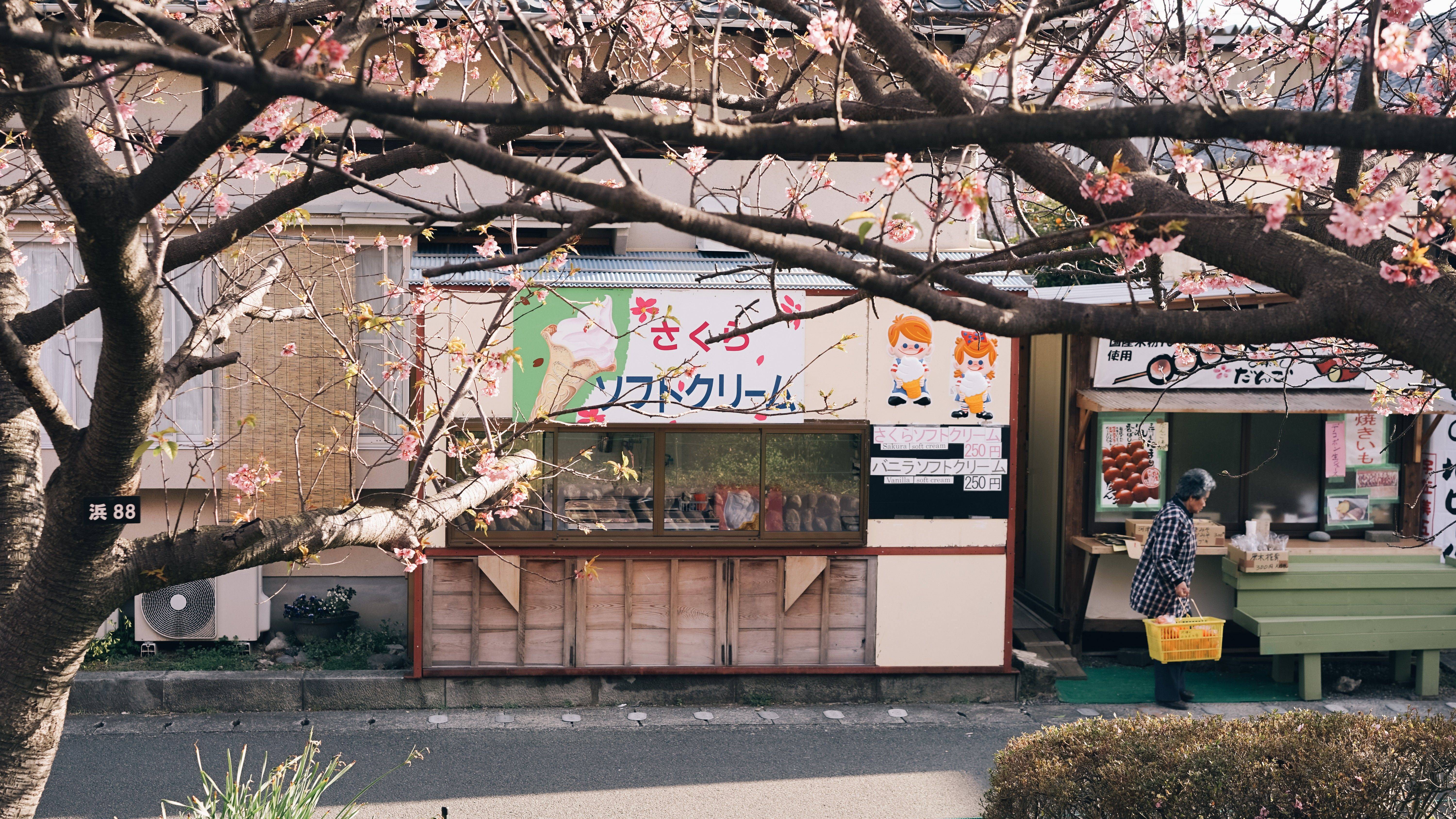 东京早樱正当时:跟着五郎游伊豆河津~ 电影画面般的樱花美图(筑地市场