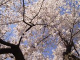 华盛顿DC的春日飨宴 赏樱特辑 Washington DC Cherry Blossom