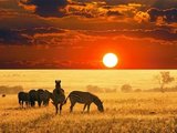 6月24-7月4日肯尼亚safari+蒙巴萨啊！！！！