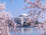 在你最美的时候遇见你－Washington DC Cherry Blossom Festival & 国家广场