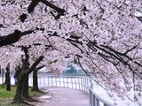 遇见华盛顿樱花节——Crush on Cherry Blossom in Washington D.C.