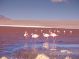 行者｜火烈鸟－玻利维亚高原里的不期而遇