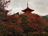 京都大阪深度游—爱在深秋红叶季