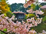 樱花季中二少女在日本-边走边吃边调戏