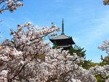 【樱の四月 一期一会日本自由行】吉野山、大阪、京都，赴一程樱吹雪的约会