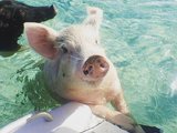 【Bahamas】在巴哈马与小猪相遇