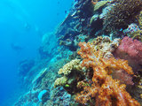 福仔的＃干货攻略＃之水下斐济!多图Taveuni水下天堂-Mamanuca跳岛-Pacific Harbour无笼鲨鱼潜