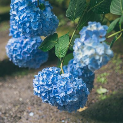 夏の風物詩 6月日本紫阳花8日巡礼 镰仓 福知山 宇治 明月院 长谷寺 观音寺 三室户寺赏花 涉成园和服 宇治茶攻略 日本