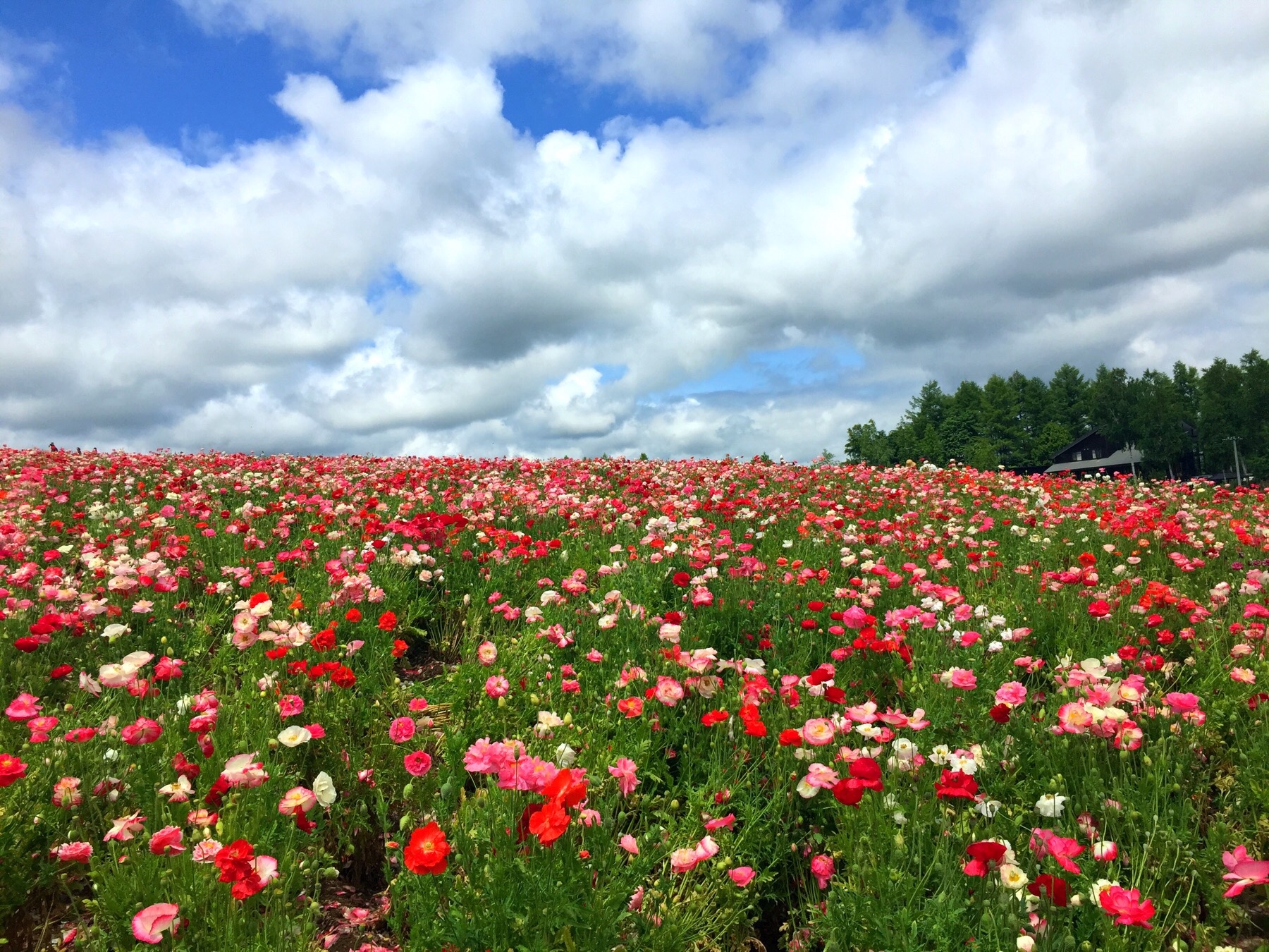 16初夏漫步北海道 亲子 超详细游记 日本 带孩子旅行 论坛 穷游网
