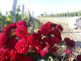 法国特色旅游——葡萄采摘、红酒制作，八月和波尔多金玫瑰酒庄的美丽约会