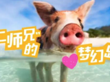 我要去巴哈马跟一群猪游泳过夏天！