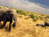 【码字两万东非十八天】肯坦两国safari+登顶乞力马扎罗+世界最美酒店长颈鹿庄园（已完结）