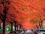 看遍全球秋景，最美还属加拿大！