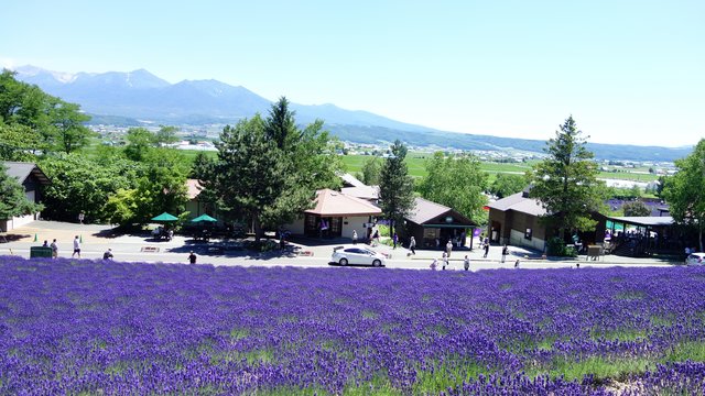 微锦囊 北海道富良野一日游 穷游网 移动版