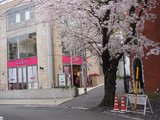 再游东京，樱花中的圣地巡礼