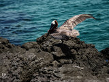 【CR看风景】加拉帕戈斯周游记--世界自然遗产NO.1亲历9个海岛、43种独特动物（四段2G视频+游轮、旱鸭子浮潜攻略）