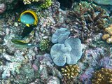 惬意小城 奇幻深海——走近凯恩斯大堡礁