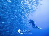 “菲”常好玩 | 菲律宾深海旅行记（海量深海美图+视频，附行程玩法详细介绍）