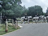 美国自由行（83）阿灵顿公墓的送葬马队和仪仗队