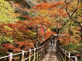 扛起相机，跟我去日本来一场“红叶狩”吧！