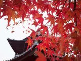 关西老司机：大阪-神户-奈良-京都的枫叶季
