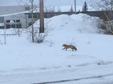 【陆潜之旅】2016年冬季魁北克冰钓、冰雪酒店/黄刀看极光