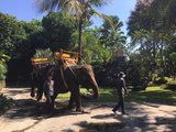 巴厘岛五日游记之三——骑大象 三王寺 海神庙