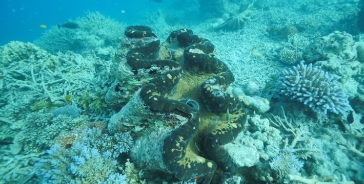 去帕劳,水下相机选哪款比较好?