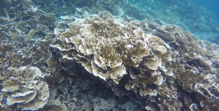 去帕劳,水下相机选哪款比较好?