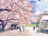 想在最美好的樱花季遇见你-披星戴月游九州（下关、福冈、黑川温泉、熊本、鹿儿岛、指宿）【终于写完了ಥ_ಥ】